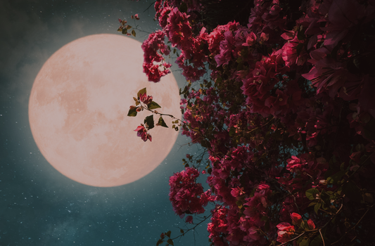 A luminous full moon glows against a deep teal night sky, framed by cascading dark pink bougainvillea flowers and shadowed leaves.